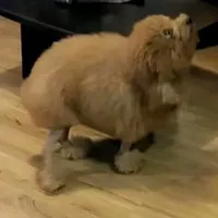 tg yêu dấu