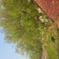 nv phụ