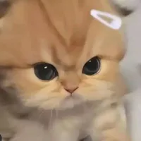 mimi