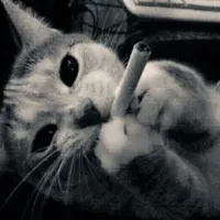 Anh Mèo Lười Biếng