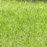 mẹ Phương Nguyên 