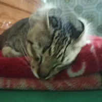 mồn lèo(hệ thống)