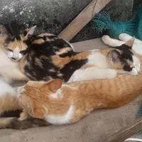 Tác giả đẹp troai