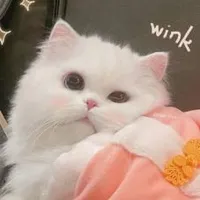 cả lớp 