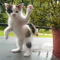 ᴄᴏɴ ᴆɪêɴ/tg