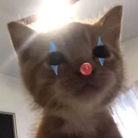 Doo Doo [tác giả]