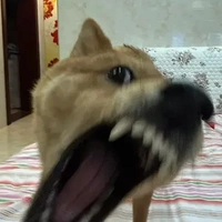 t/g(lười)