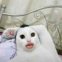 Người Chồng Thực Vật Qifrey.