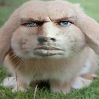 Vua