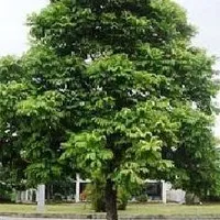 cây sấu