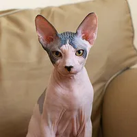 con ngồi phía trên