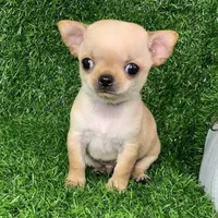 con ngồi cạnh [ cái con ngồi phía trên ]