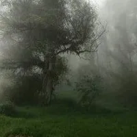 T/G