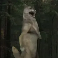 Sói