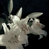 ~•𝚆𝚑𝚒𝚝𝚎 𝙻𝚒𝚕𝚢•~