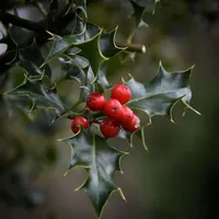 ~•𝙷𝚘𝚕𝚕𝚢𝙱𝚎𝚛𝚛𝚢•~