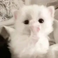 t/g😍