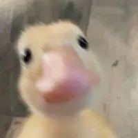 T/g điên