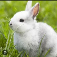 Tư Nhược Ninh (hình dạng thỏ )