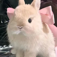 Dương Mộc Thanh ( hình dạng thỏ)