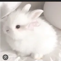 Dương Ảnh Nguyệt ( bé thỏ )