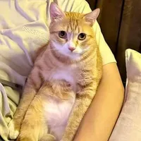 T/G (mèo Trần)