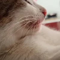 Cả lớp. (NVP)