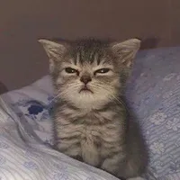 T/G