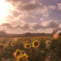 Tập thể lớp 11A2