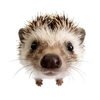 nhimsthuis