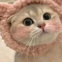 All Bot (tùy trường hợp)