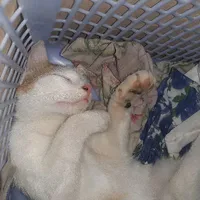 Mèo lười hay ngủ