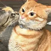 tác giả »:)))