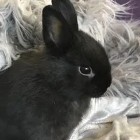 Spade ✧⁠◝◜⁠✧