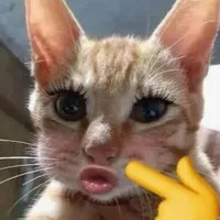???