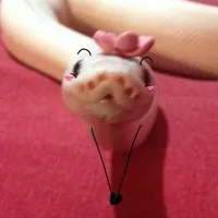 t/g ciute