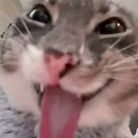 meo méo meo