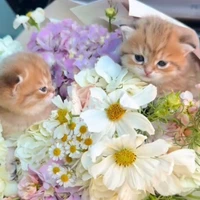 hệ thống cấp S