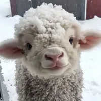 All Cừu -Động vật phụ-