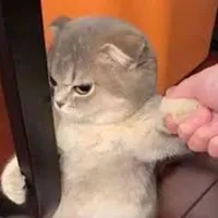tác giả tồi