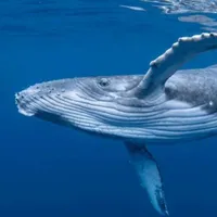 Cá voi lưng gù