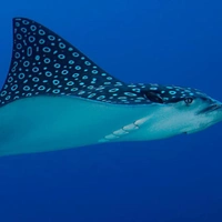 (Cá đuối Nạng) Tsuki