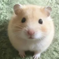 Chuột