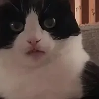 " P"