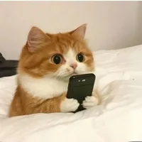 mèo ú //tác giả//