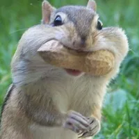 Kói