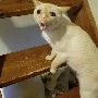 Cô giáo