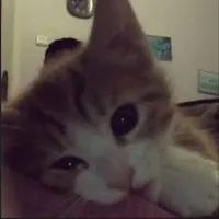 nhỏ t/g