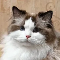 Homie_Hệ thống