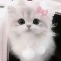 Quang Anh 《🐱》